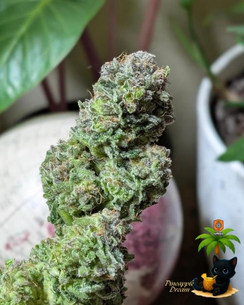 The Dreamy, Pineapple Dream - Catlife420. Week 19