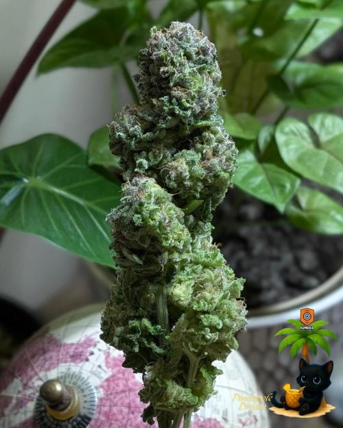 The Dreamy, Pineapple Dream - Catlife420. Week 19