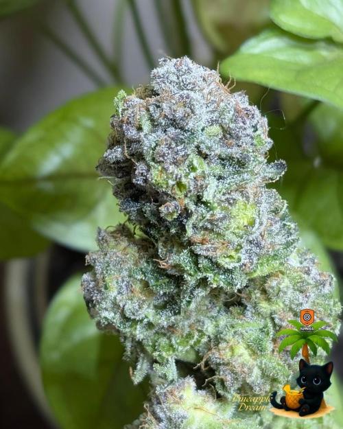 The Dreamy, Pineapple Dream - Catlife420. Week 19