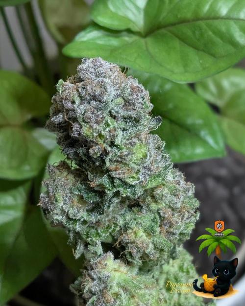 The Dreamy, Pineapple Dream - Catlife420. Week 19