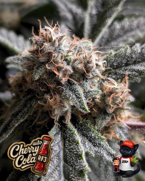 Cherry Cola RF3 to wash it down. Week 10