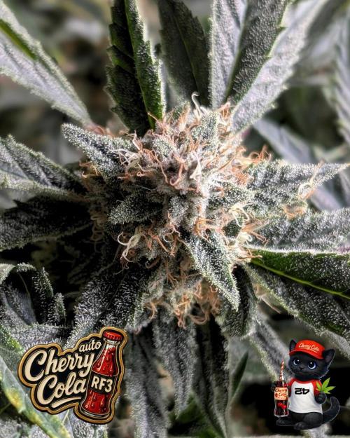 Cherry Cola RF3 to wash it down. Week 10