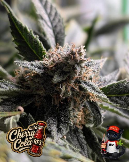 Cherry Cola RF3 to wash it down. Week 10
