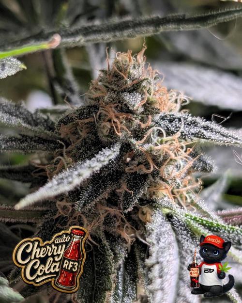 Cherry Cola RF3 to wash it down. Week 10
