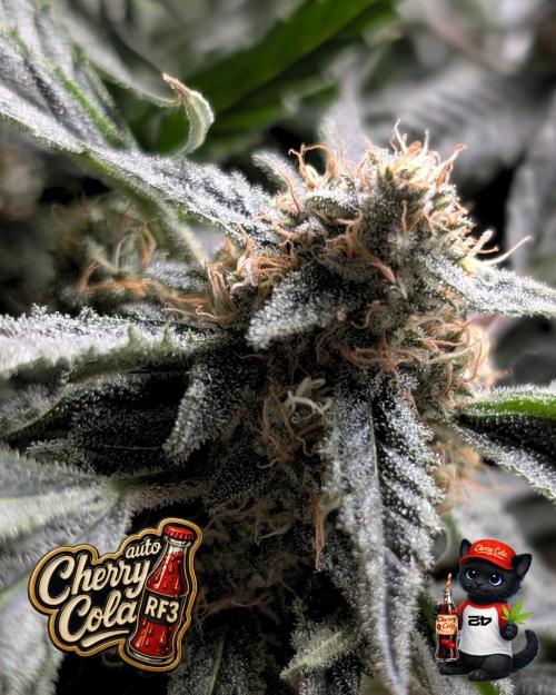Cherry Cola RF3 to wash it down. Week 10