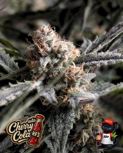 Cherry Cola RF3 to wash it down. Week 10