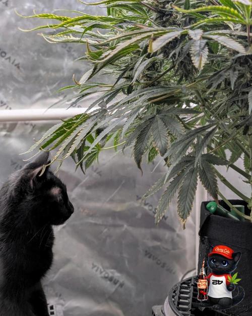 Cherry Cola RF3 to wash it down. Week 10