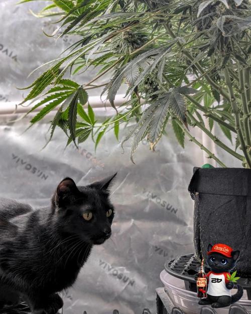 Cherry Cola RF3 to wash it down. Week 10