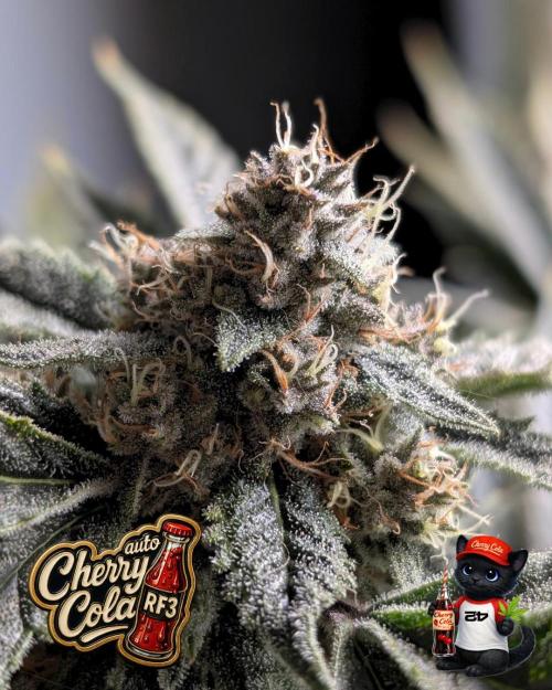 Cherry Cola RF3 to wash it down. Week 10
