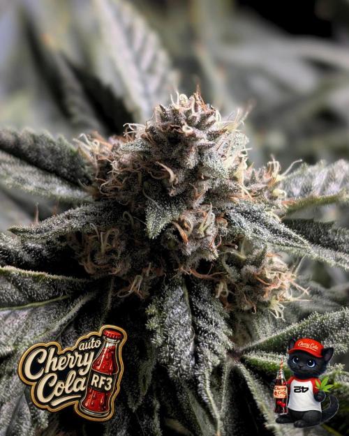 Cherry Cola RF3 to wash it down. Week 10
