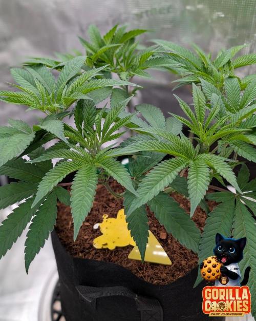 Fast Gorilla Cookies. Week 8