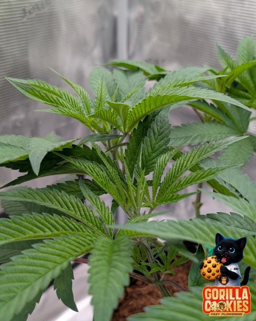 Fast Gorilla Cookies. Week 8