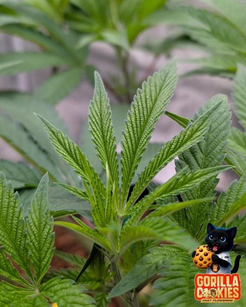 Fast Gorilla Cookies. Week 8