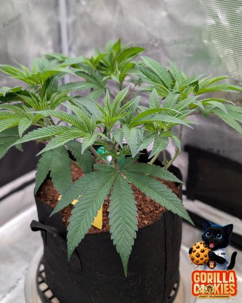 Fast Gorilla Cookies. Week 8