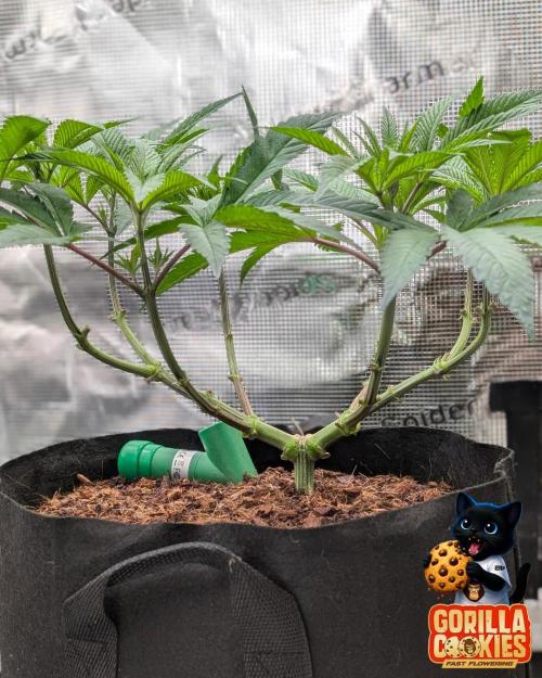 Fast Gorilla Cookies. Week 8