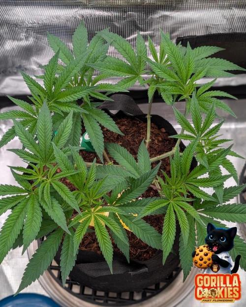 Fast Gorilla Cookies. Week 8