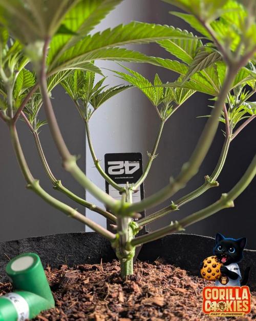 Fast Gorilla Cookies. Week 8