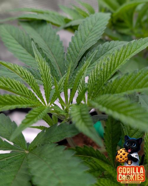Fast Gorilla Cookies. Week 8