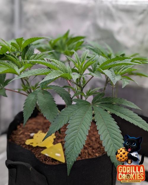 Fast Gorilla Cookies. Week 8