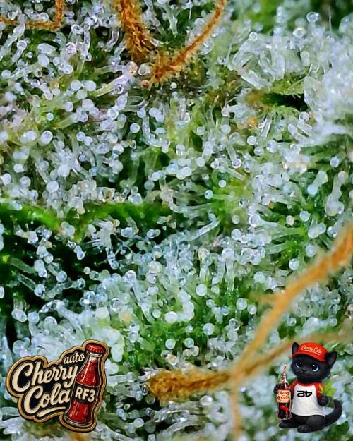 Cherry Cola RF3 to wash it down. Week 11