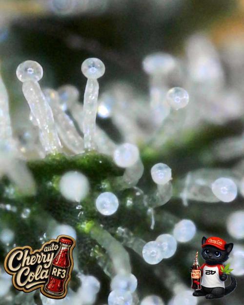 Cherry Cola RF3 to wash it down. Week 11
