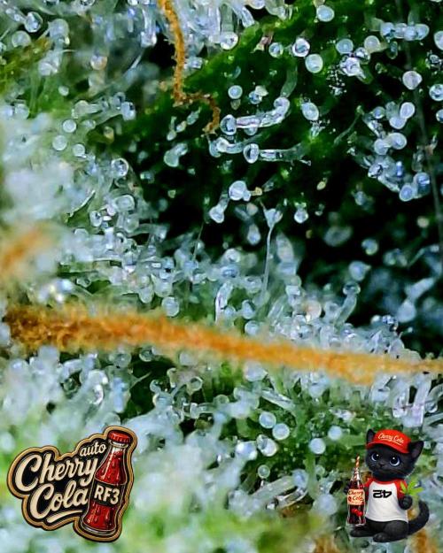 Cherry Cola RF3 to wash it down. Week 11