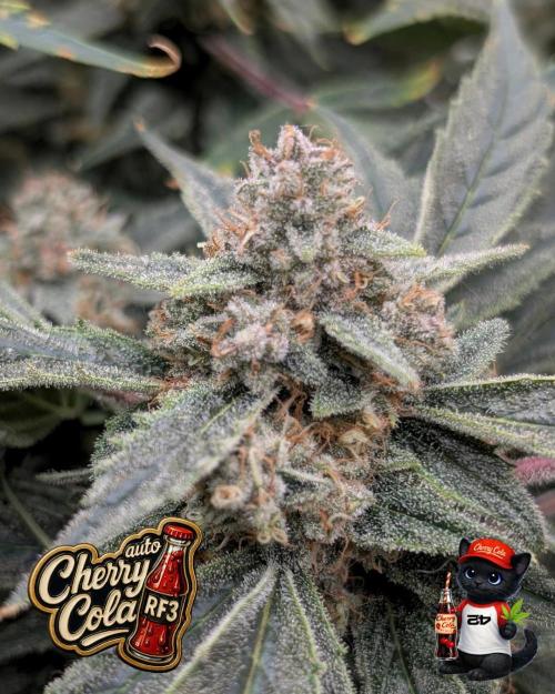 Cherry Cola RF3 to wash it down. Week 11