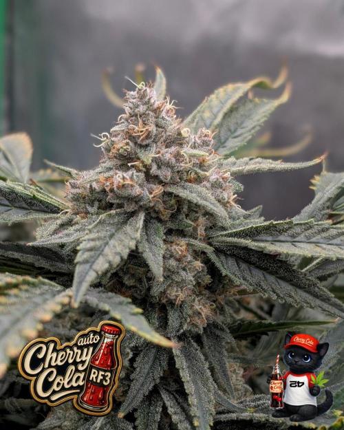 Cherry Cola RF3 to wash it down. Week 11