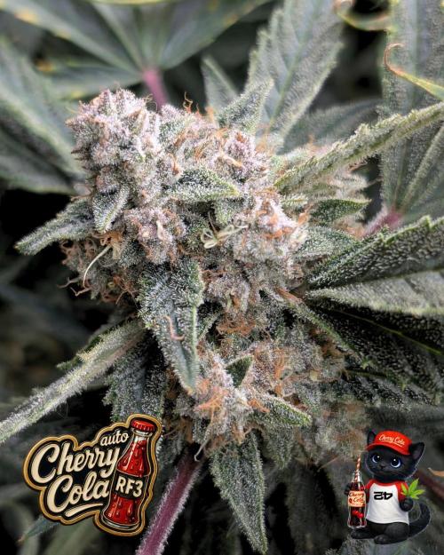 Cherry Cola RF3 to wash it down. Week 11