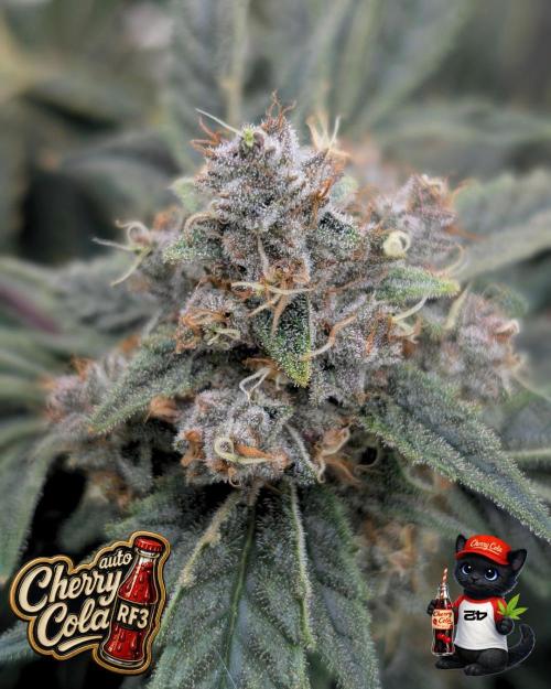 Cherry Cola RF3 to wash it down. Week 11