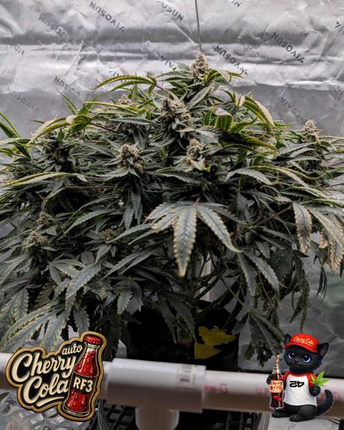 Cherry Cola RF3 to wash it down. Week 11