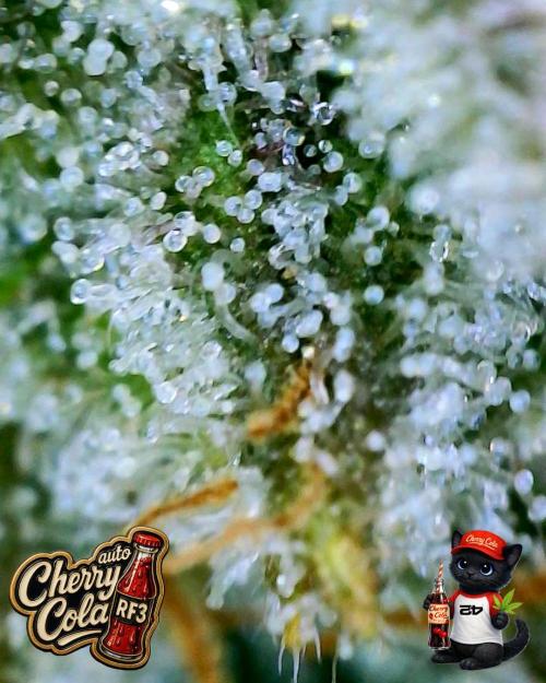 Cherry Cola RF3 to wash it down. Week 11