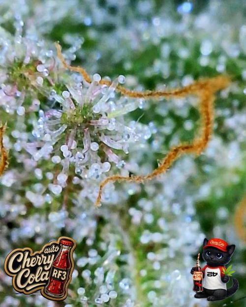 Cherry Cola RF3 to wash it down. Week 11