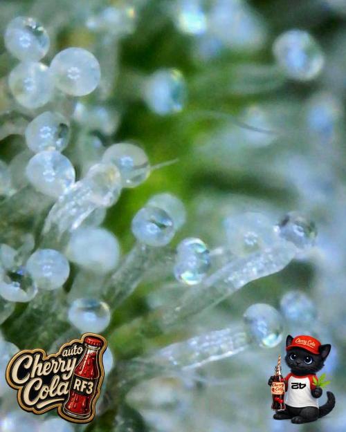 Cherry Cola RF3 to wash it down. Week 11