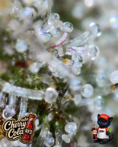 Cherry Cola RF3 to wash it down. Week 11