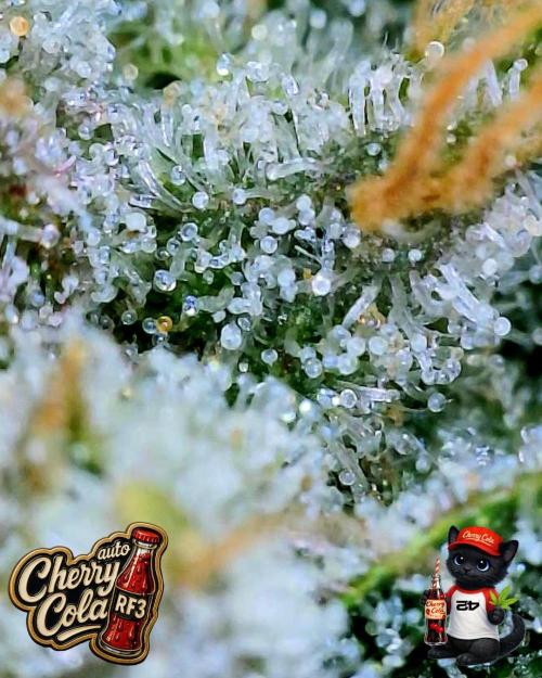 Cherry Cola RF3 to wash it down. Week 11