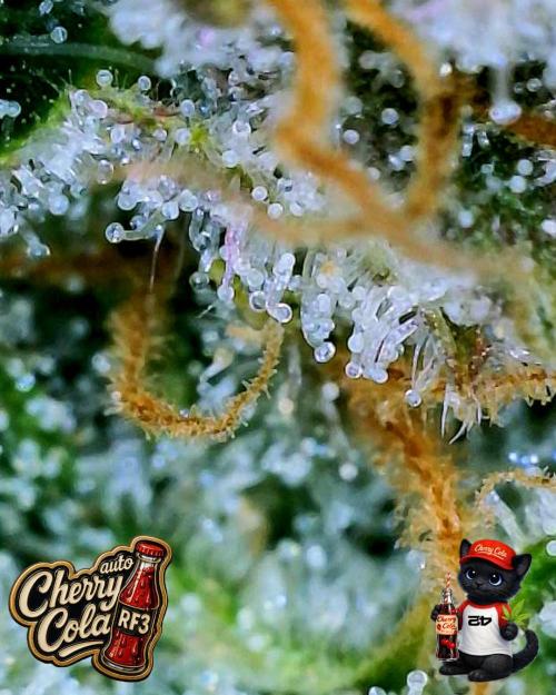 Cherry Cola RF3 to wash it down. Week 11
