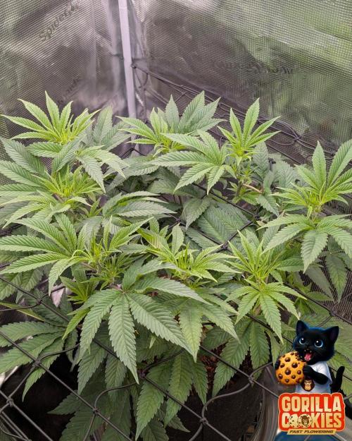 Fast Gorilla Cookies. Week 9