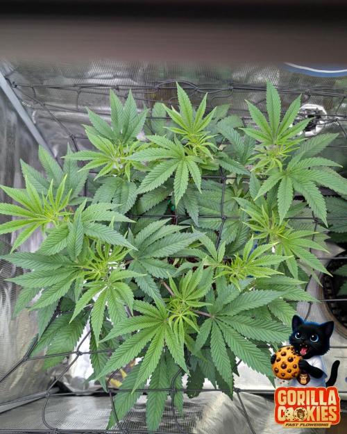 Fast Gorilla Cookies. Week 9