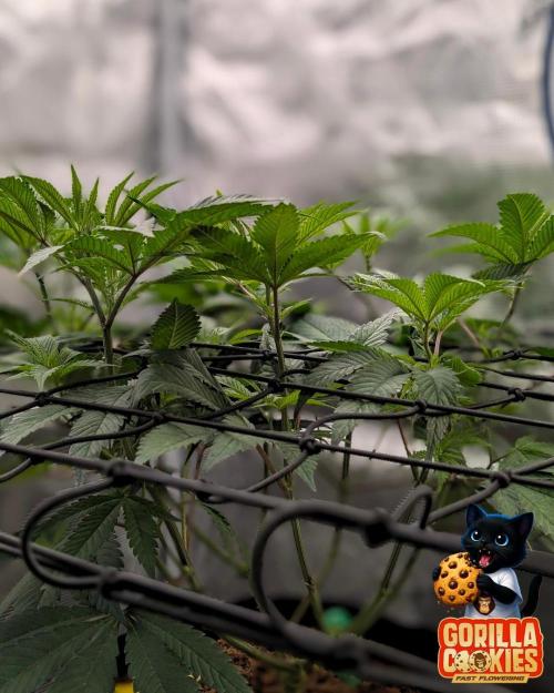 Fast Gorilla Cookies. Week 9