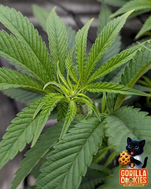 Fast Gorilla Cookies. Week 9