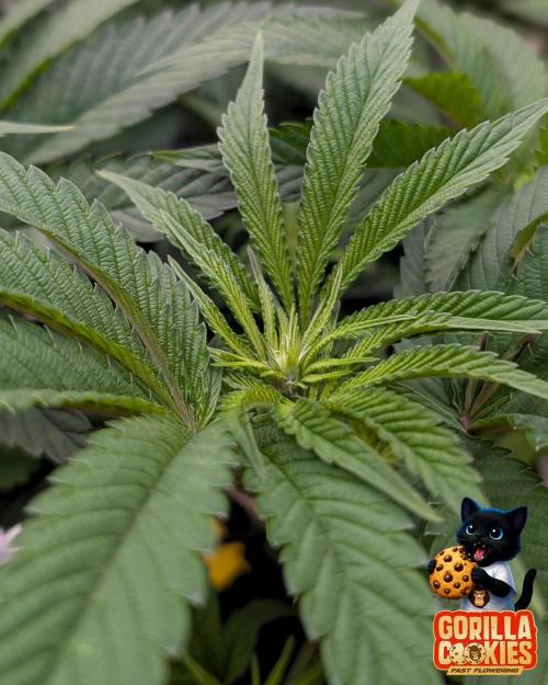 Fast Gorilla Cookies. Week 9