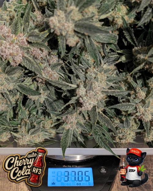 Cherry Cola RF3 to wash it down. Week 12