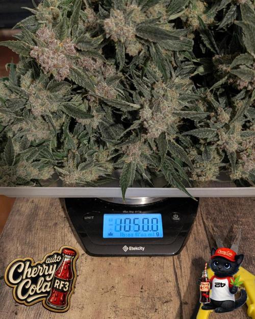 Cherry Cola RF3 to wash it down. Week 12