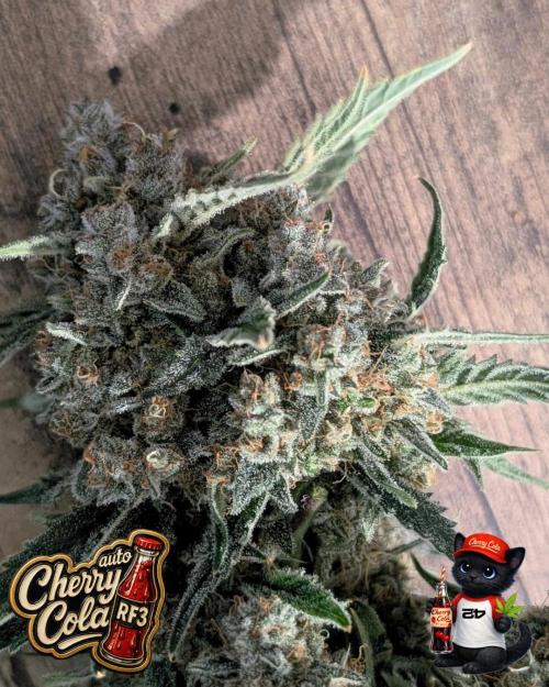 Cherry Cola RF3 to wash it down. Week 12