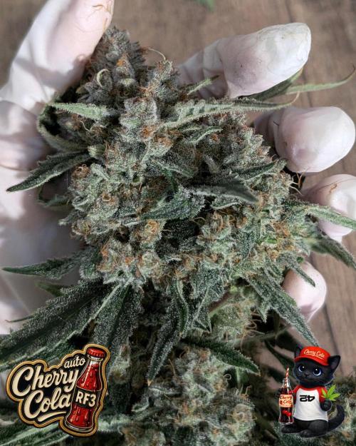 Cherry Cola RF3 to wash it down. Week 12