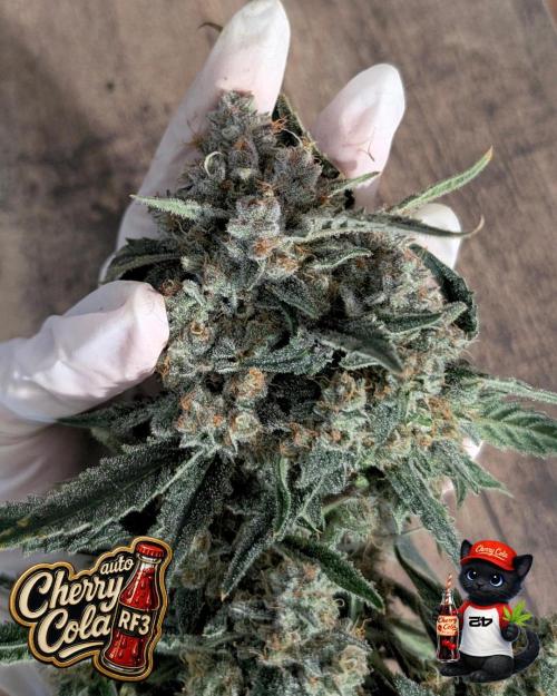 Cherry Cola RF3 to wash it down. Week 12