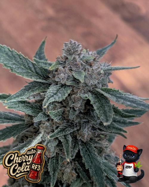 Cherry Cola RF3 to wash it down. Week 12