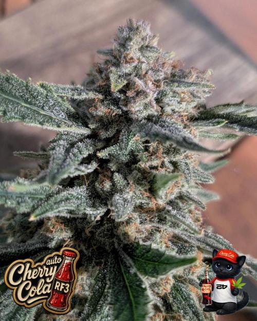 Cherry Cola RF3 to wash it down. Week 12