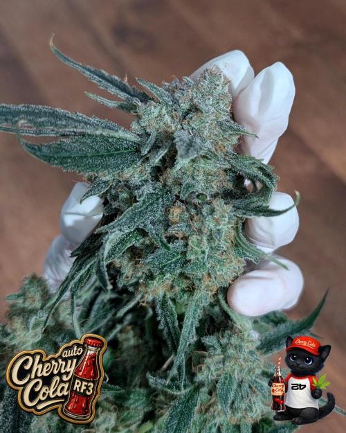Cherry Cola RF3 to wash it down. Week 12